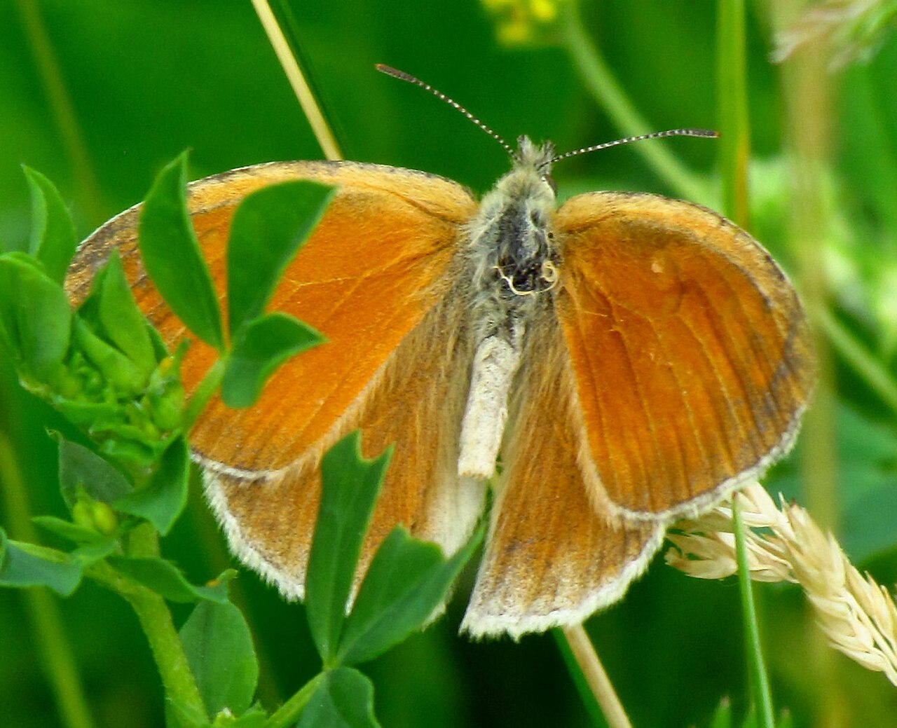 Coenonympha inornata