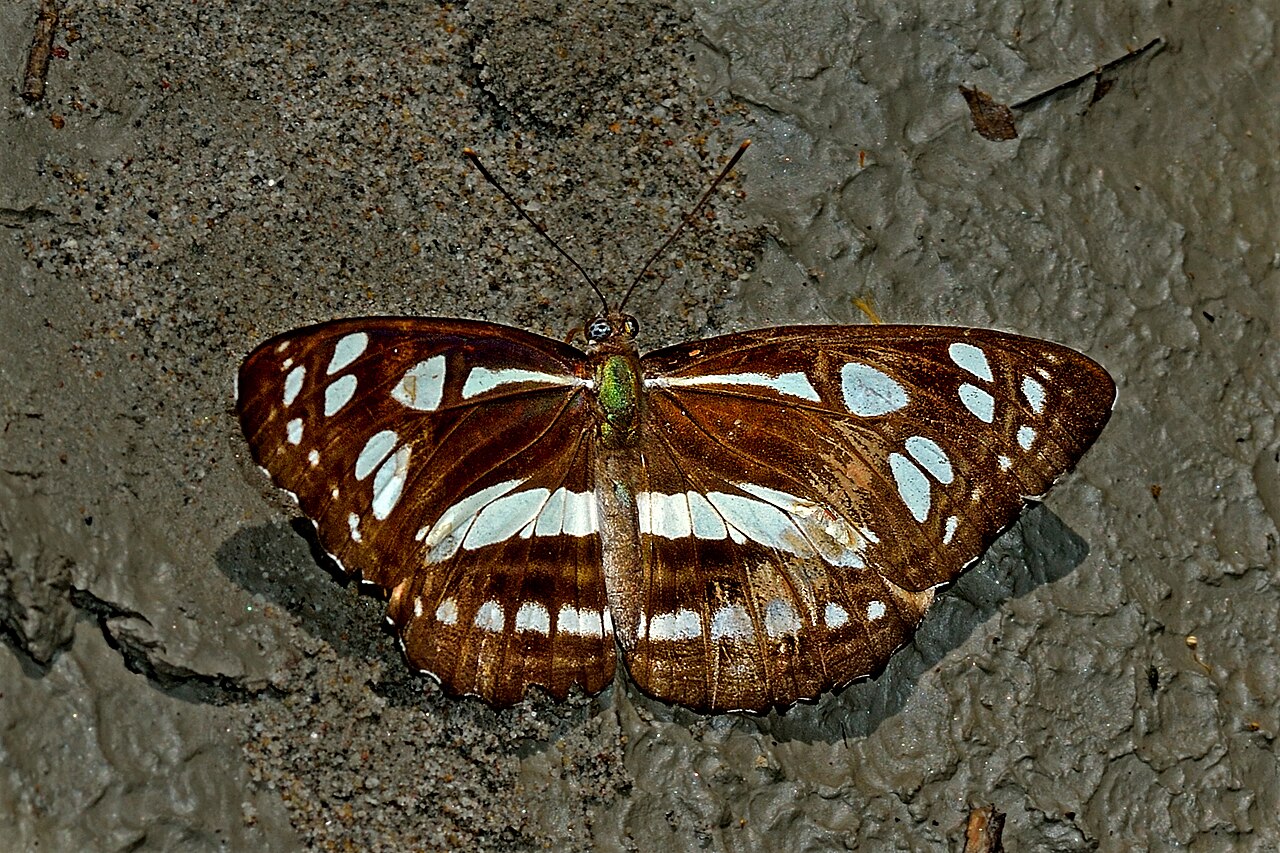 柱菲蛱蝶（Phaedyma columella）