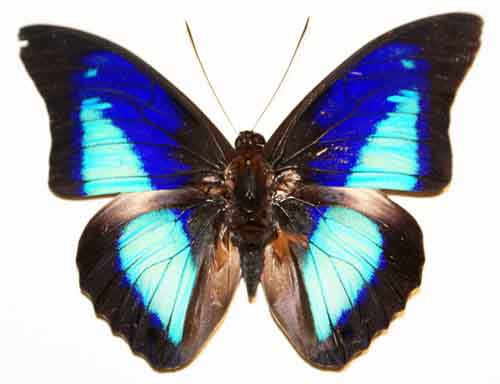 Prepona pseudomphale