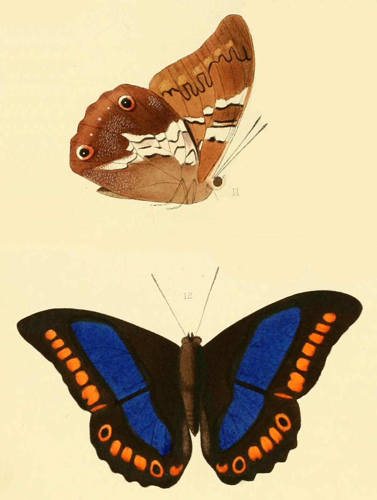 Prepona deiphile