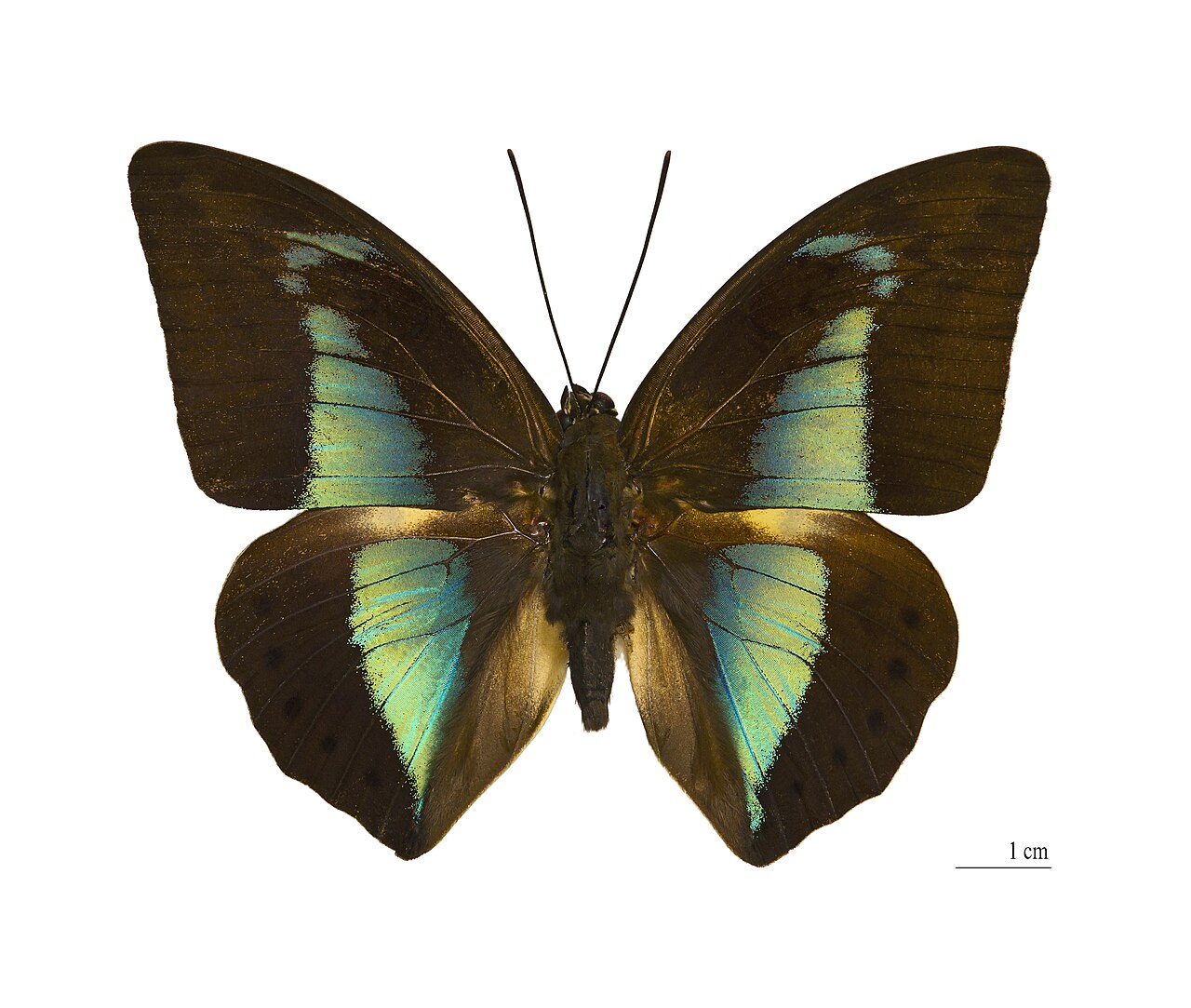 Prepona licomedes