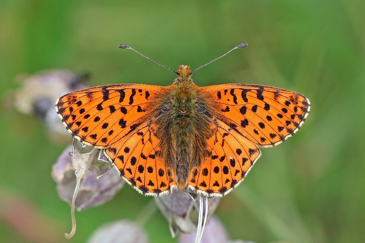 Boloria graeca