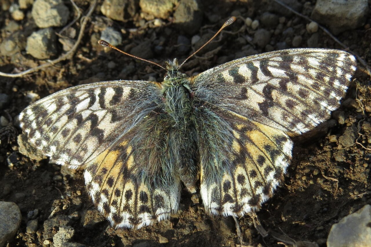 Boloria alaskensis