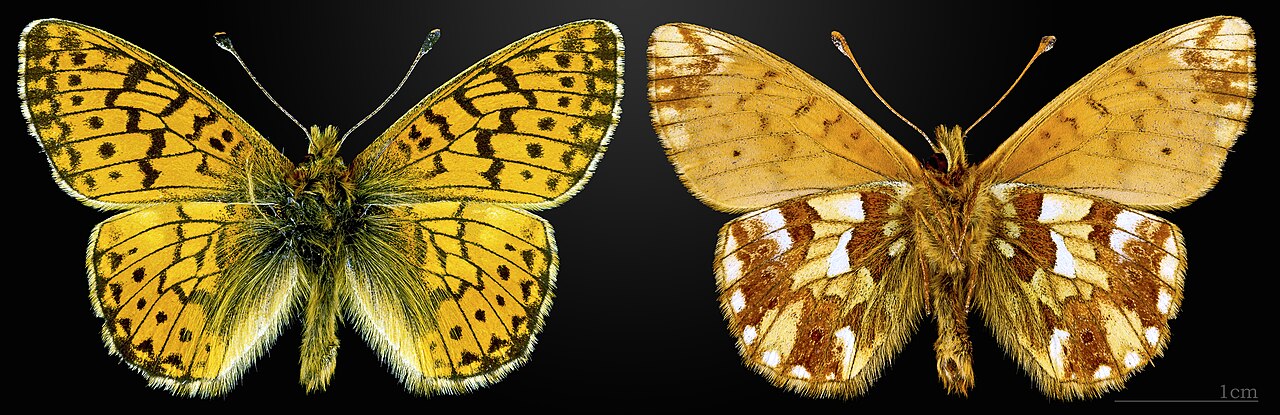 Boloria napaea