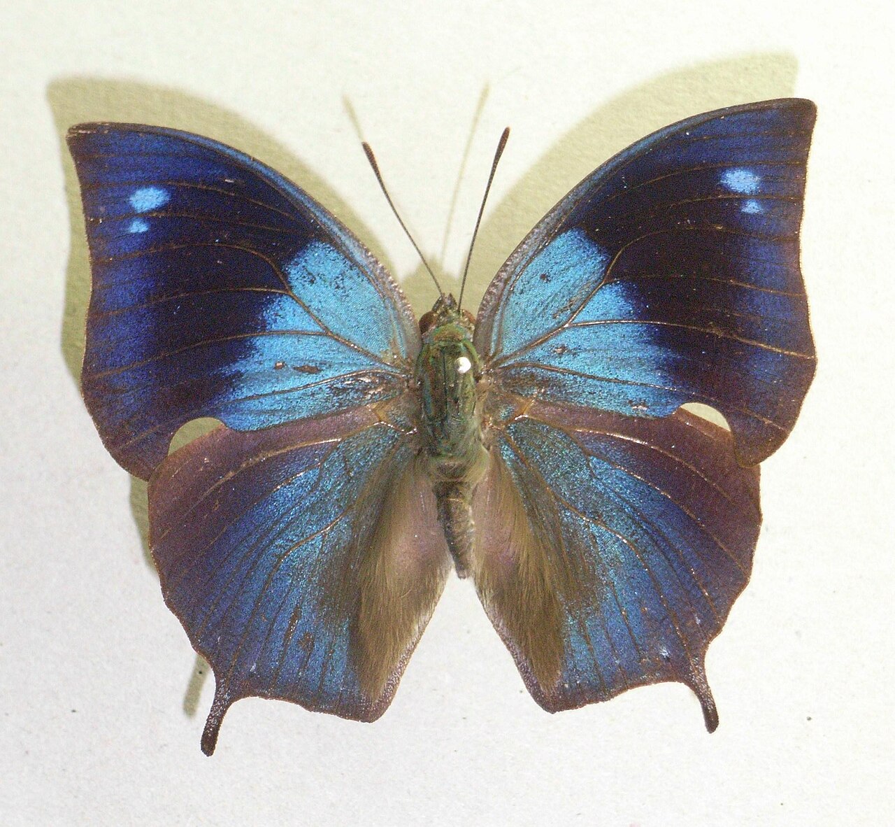 Memphis morvus