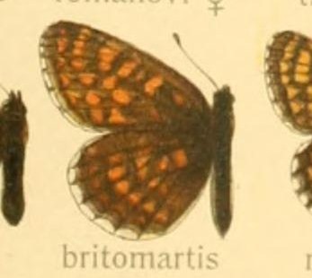 Mellicta britomartis