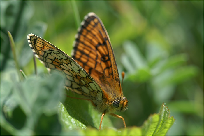 Mellicta parthenoides