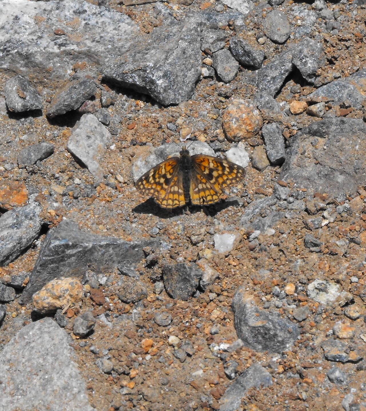 Gabb's Checkerspot