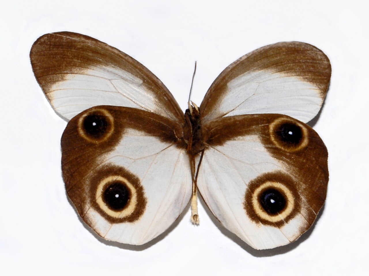 Taenaris macrops