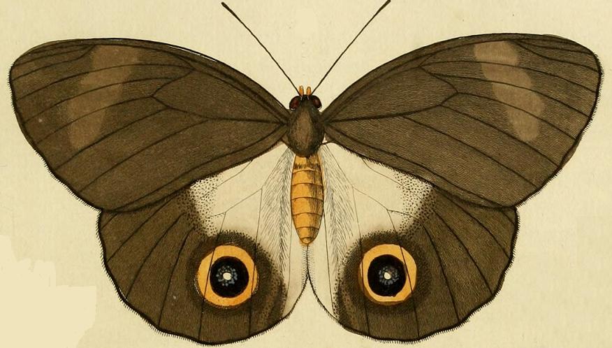 Taenaris urania