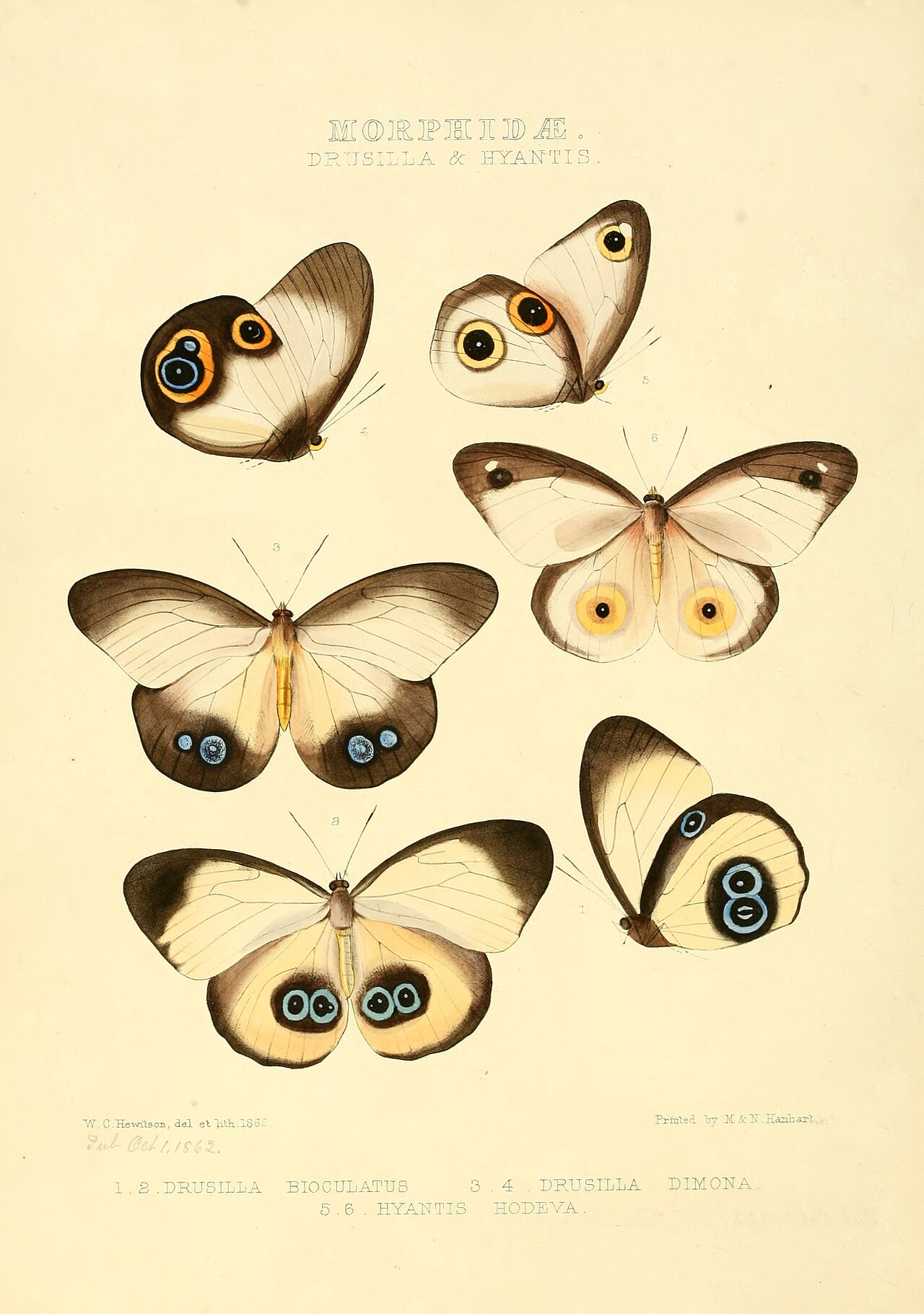 Hyantis hodeva