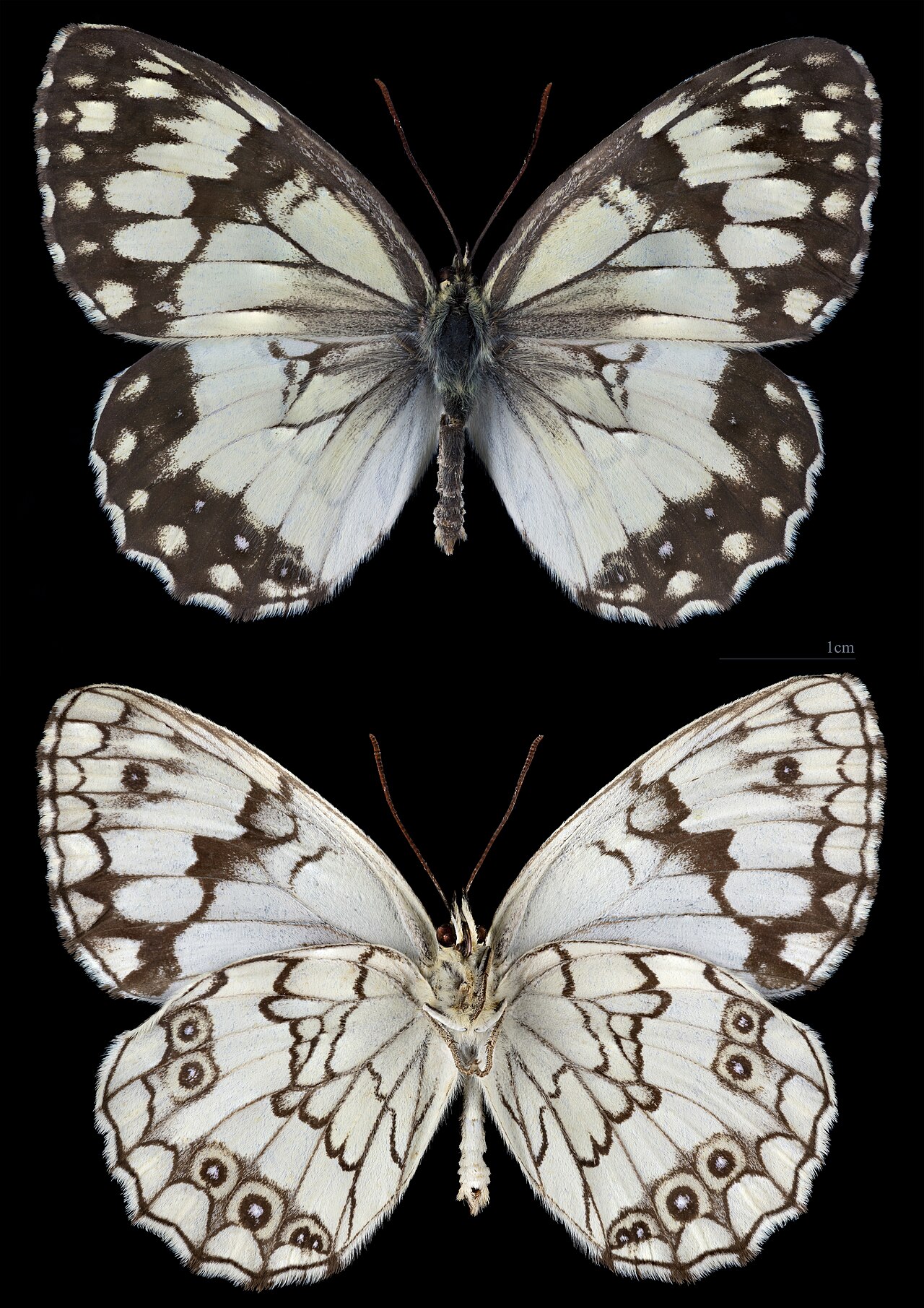 Melanargia titea