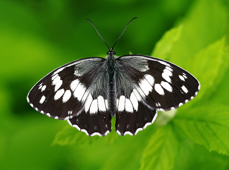 Melanargia syriaca