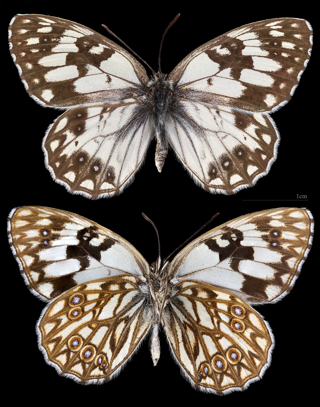 Melanargia occitanica