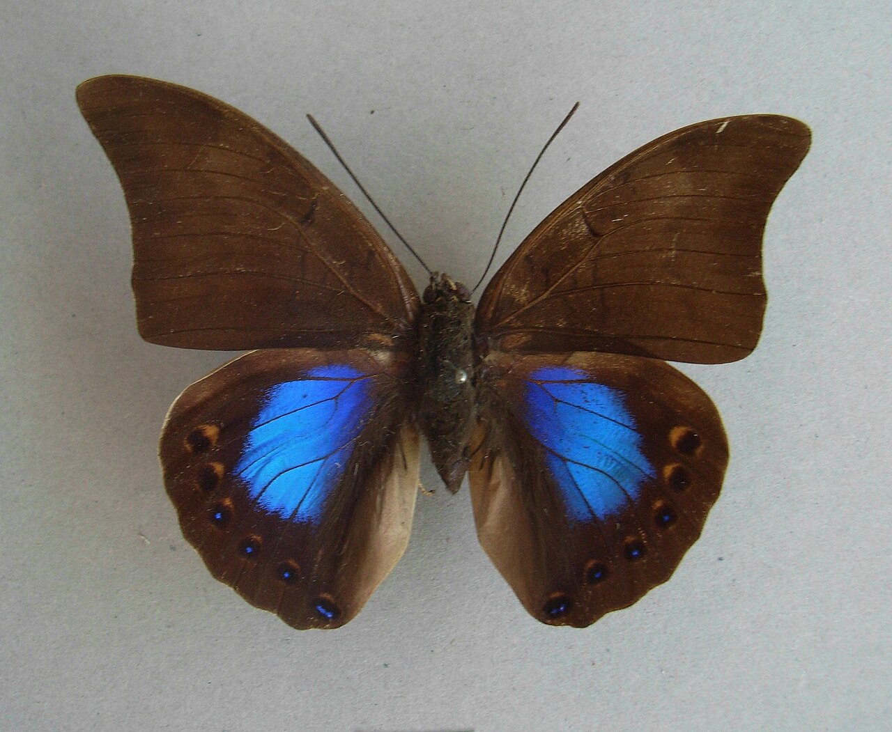 Noreppa chromus