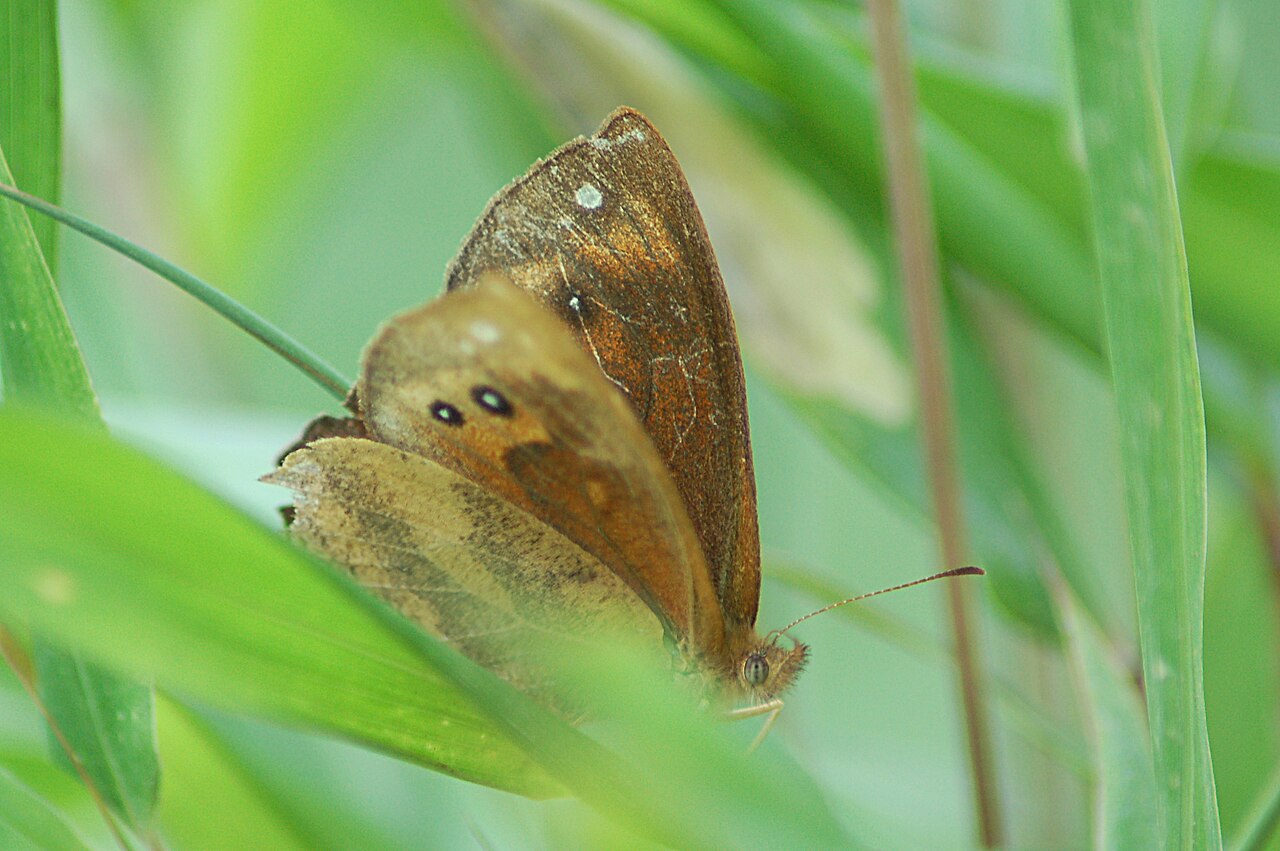 Lymanopoda panacea