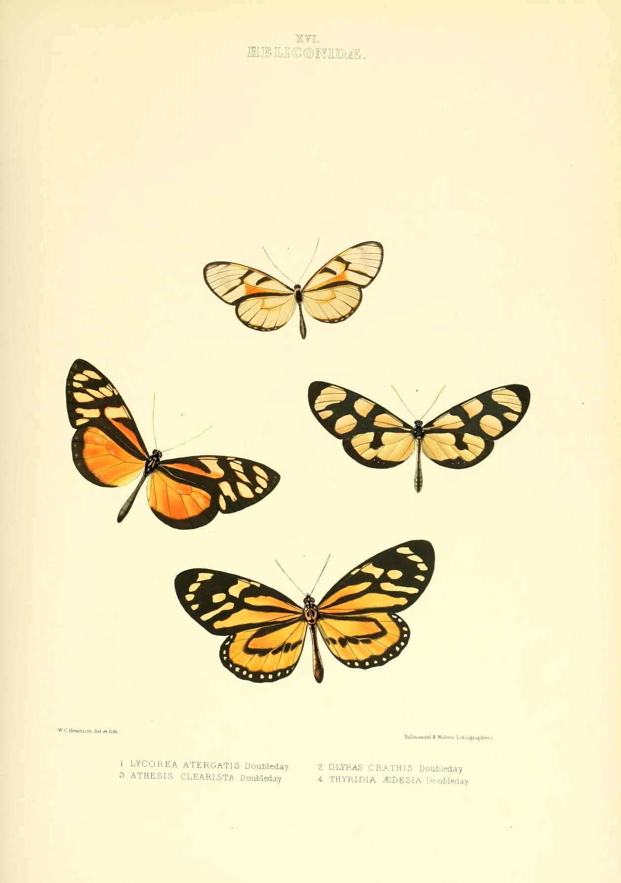 Olyras crathis