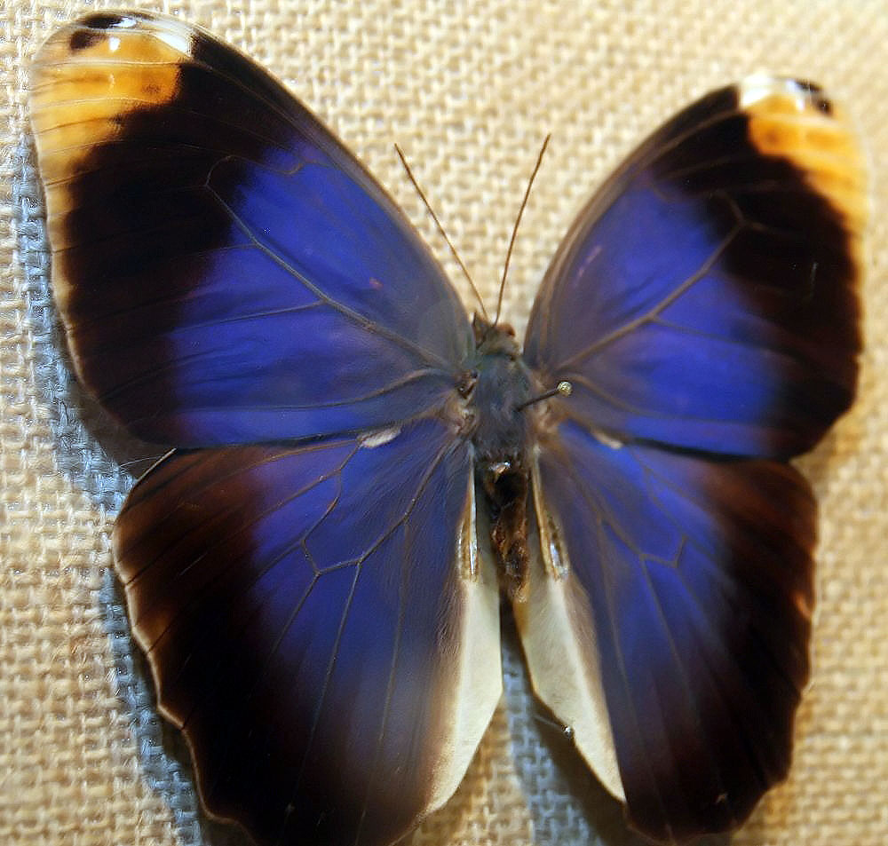 Caligo beltrao