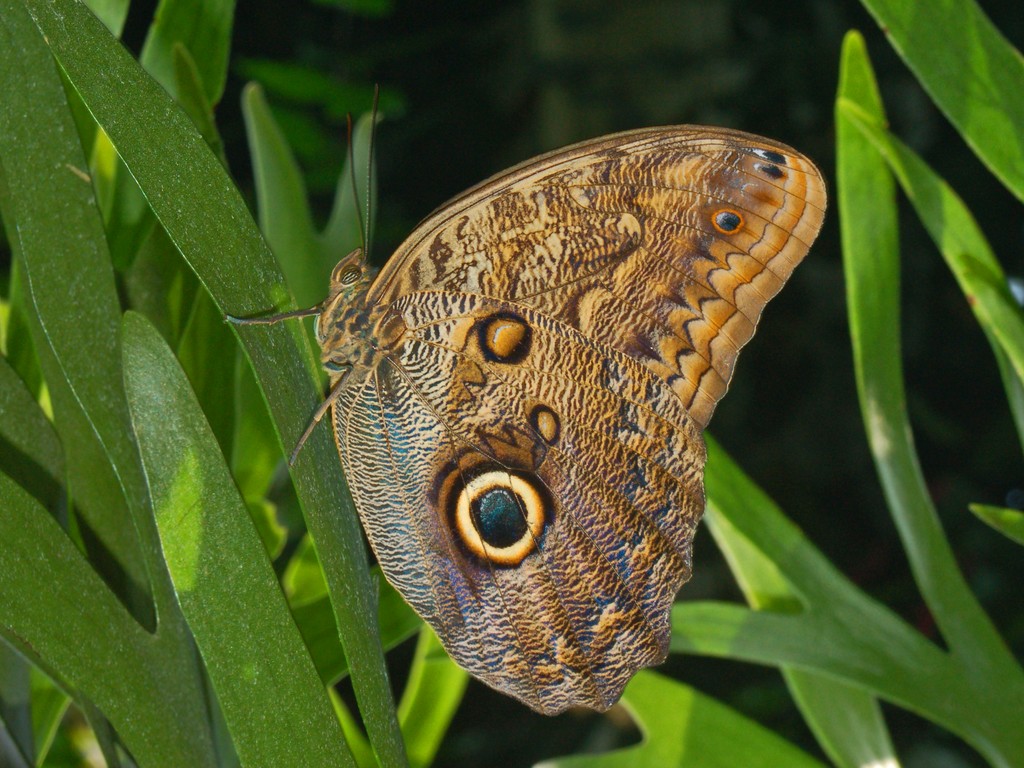 蓝斑猫头鹰环蝶（Caligo illioneus）