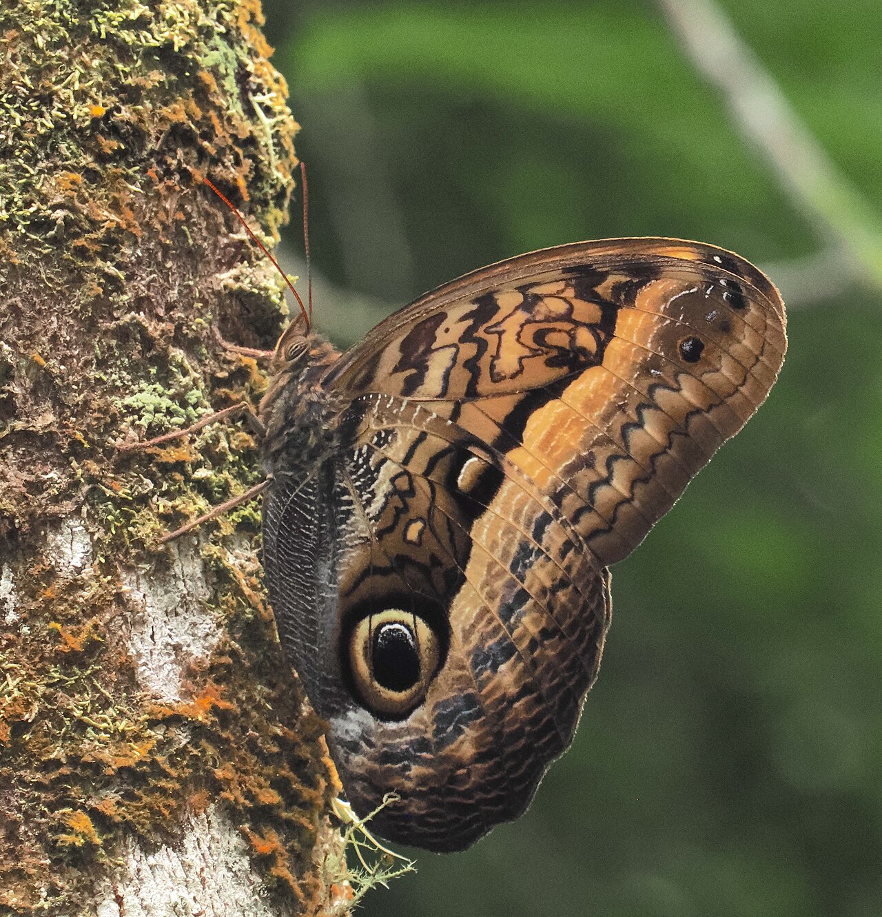 Caligo arisbe