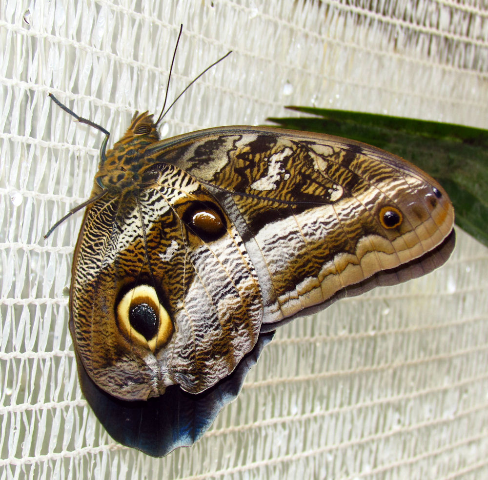 细带猫头鹰环蝶（Caligo idomeneus）