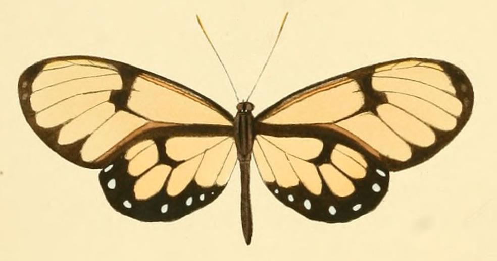 Godyris cleomella