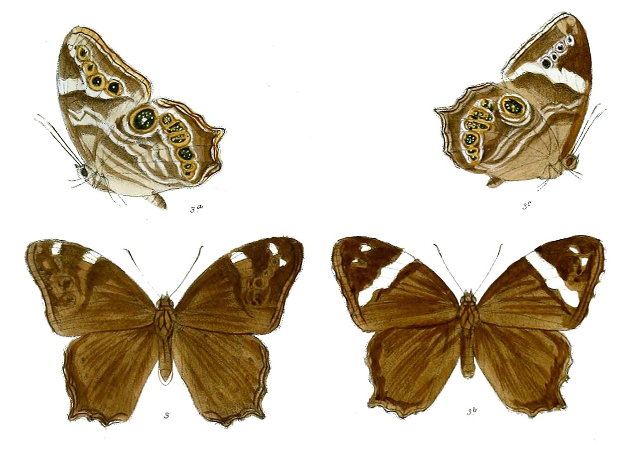 Lethe dyrta