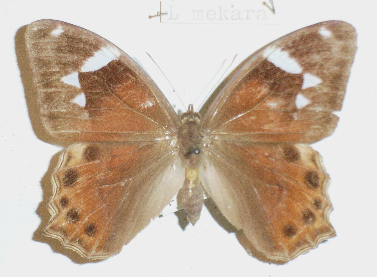 三楔黛眼蝶（Lethe mekara）