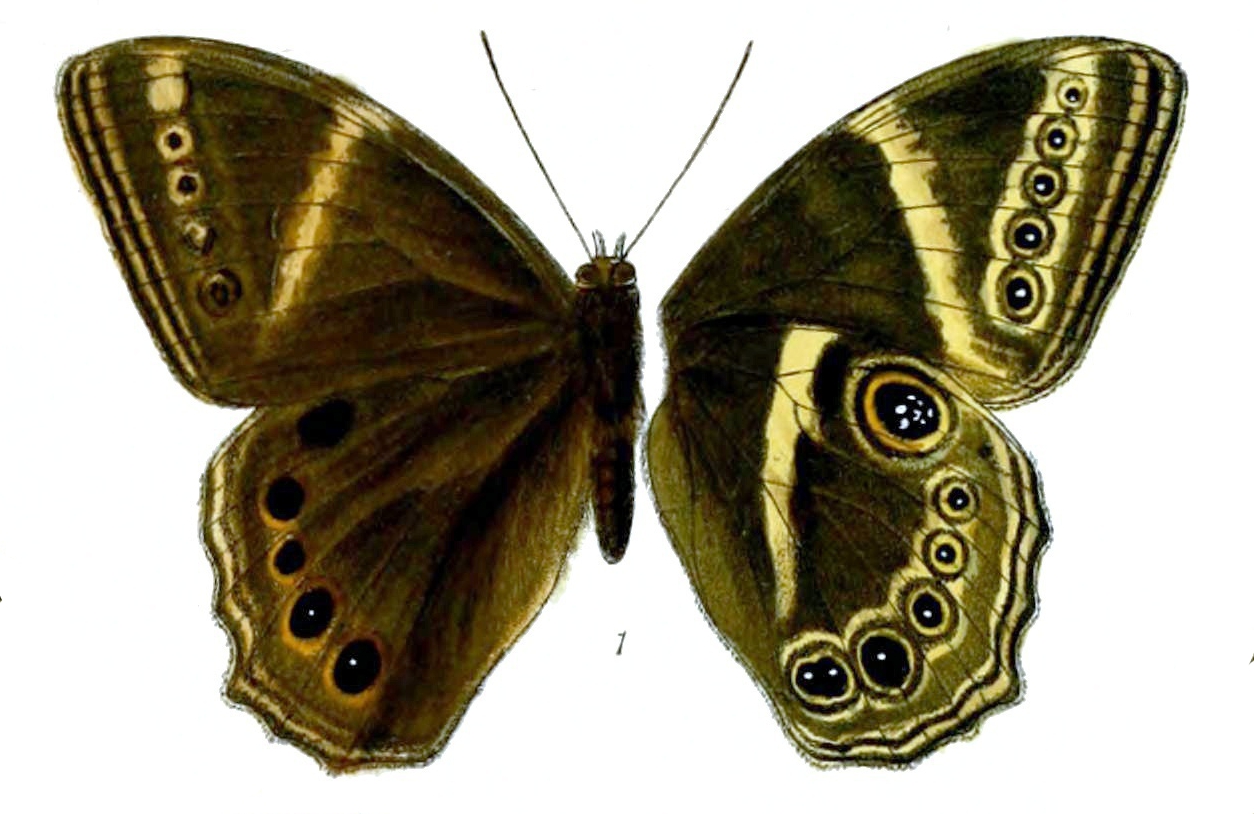 Lethe margaritae