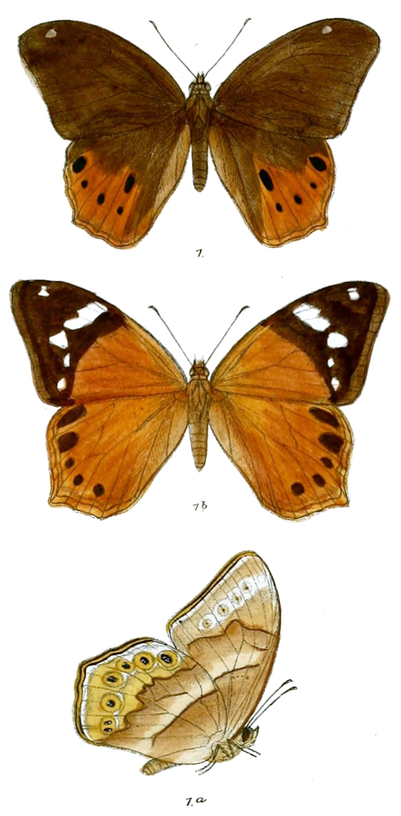 Lethe minerva（米纹黛眼蝶）