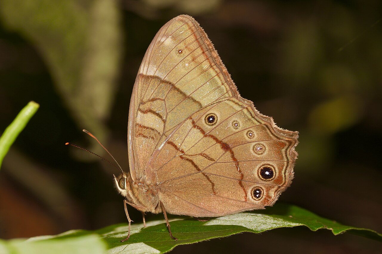 Lethe serbonis