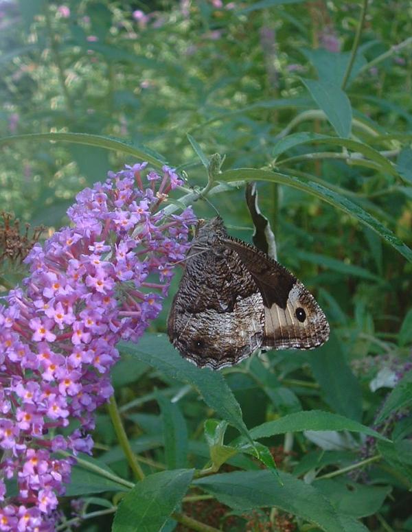 Hipparchia fagi
