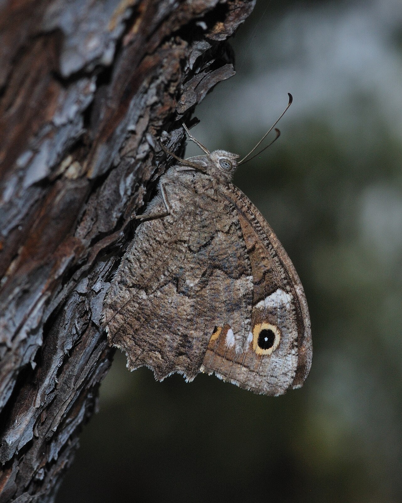 Hipparchia fatua