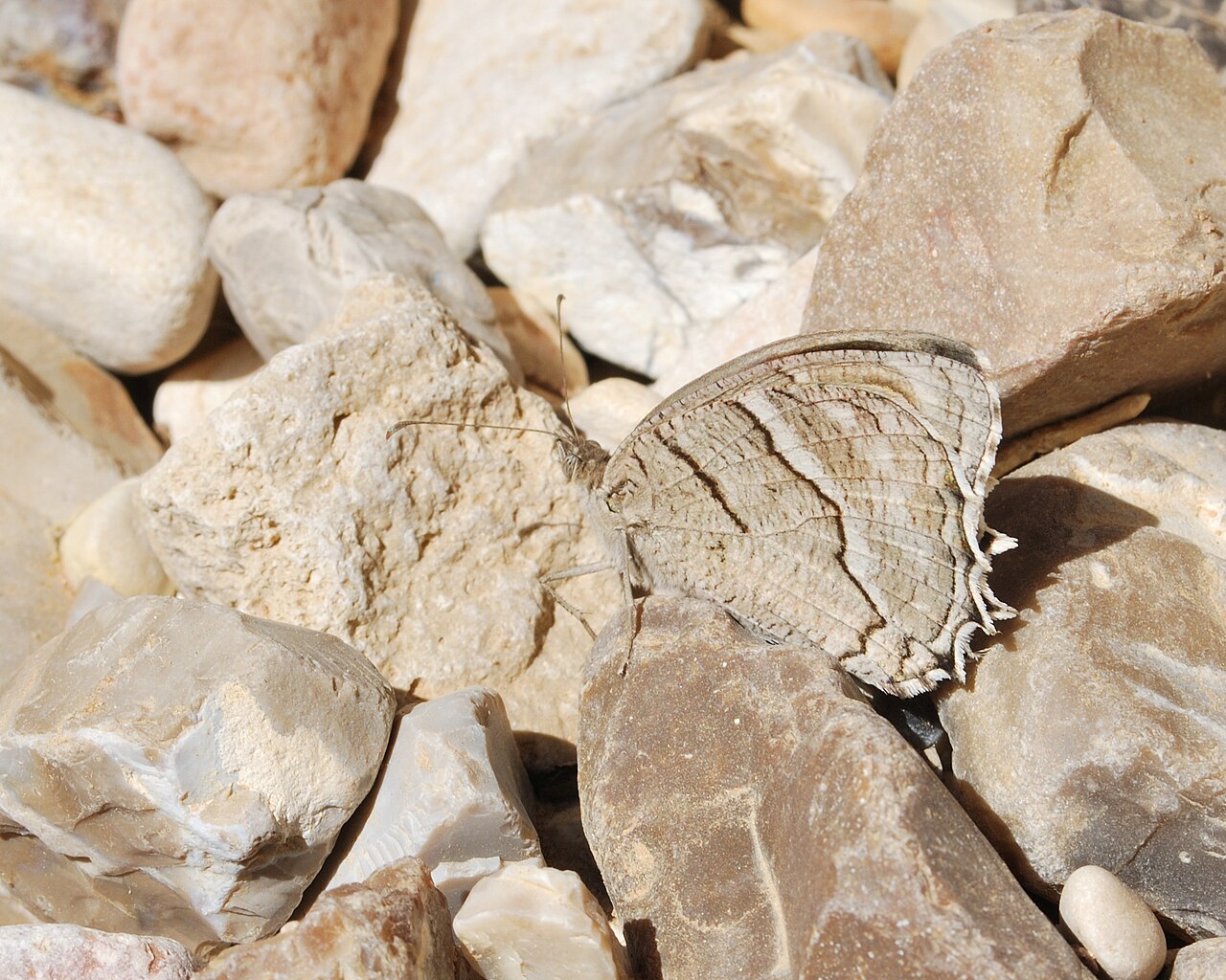 Hipparchia pisidice