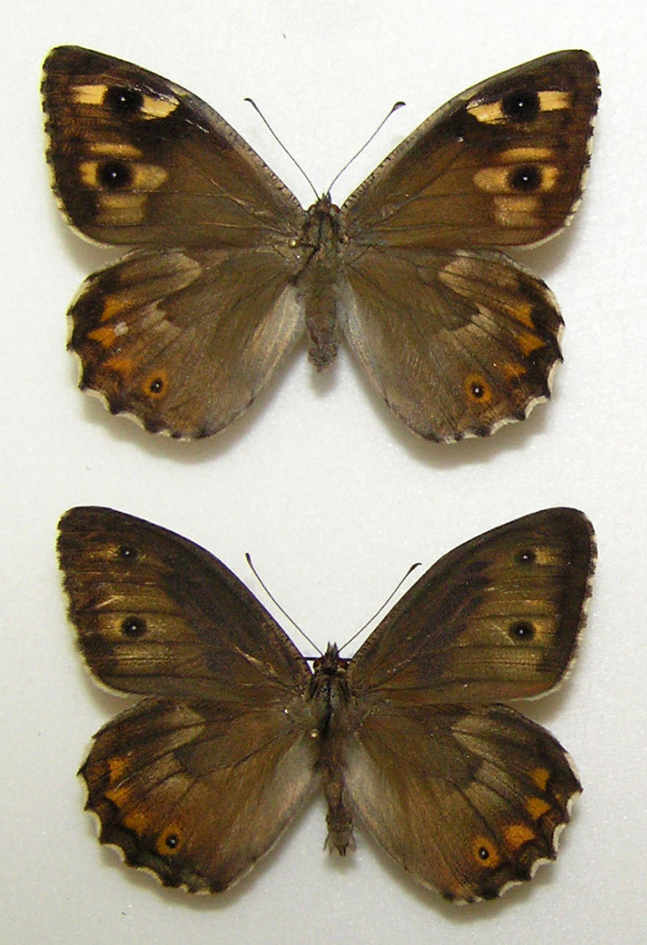 Hipparchia pellucida