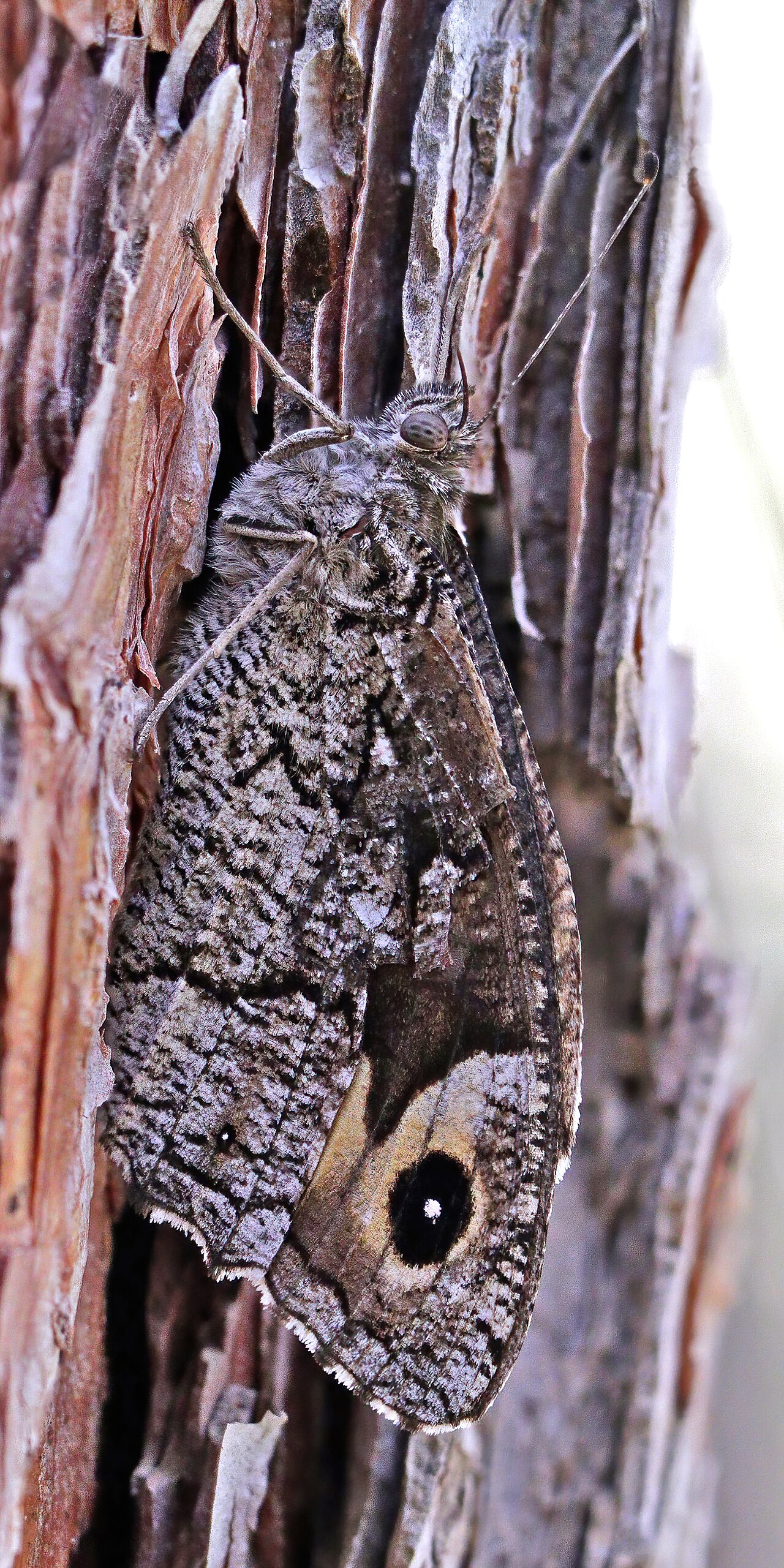 Hipparchia syriaca
