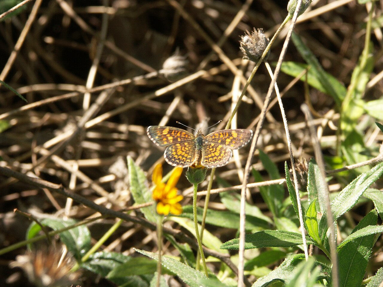 Phyciodes vesta
