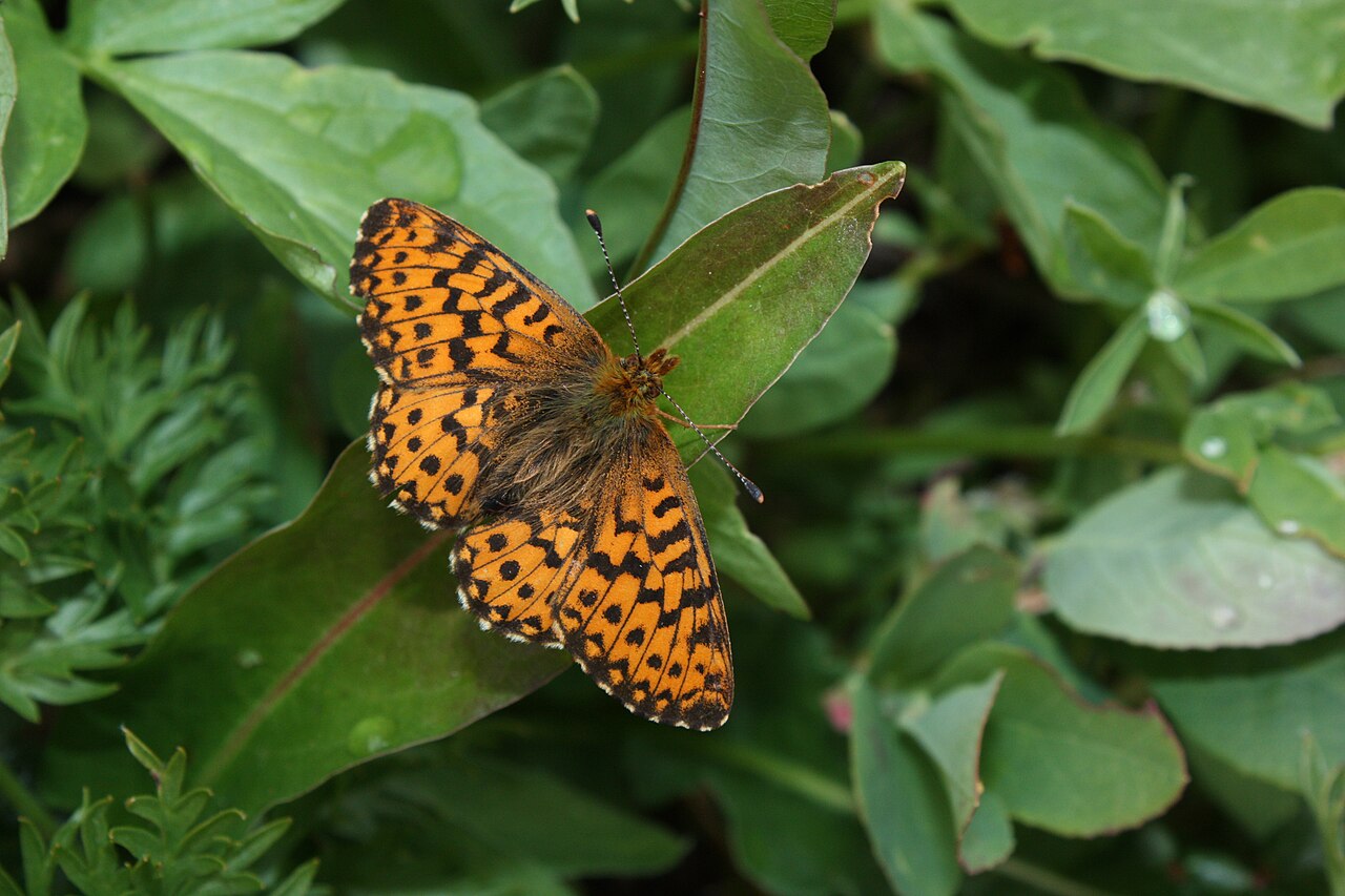 Boloria chariclea