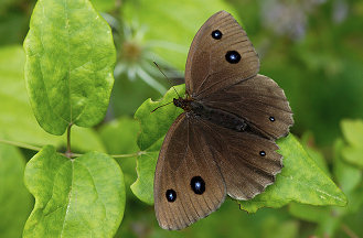 蛇眼蝶（Minois dryas）