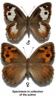 Pseudochazara anthelea