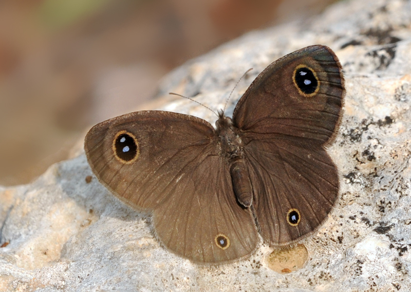 Ypthima asterope