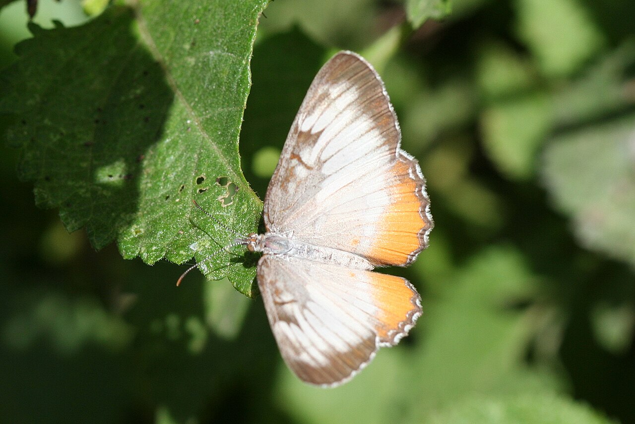 Mestra amymone