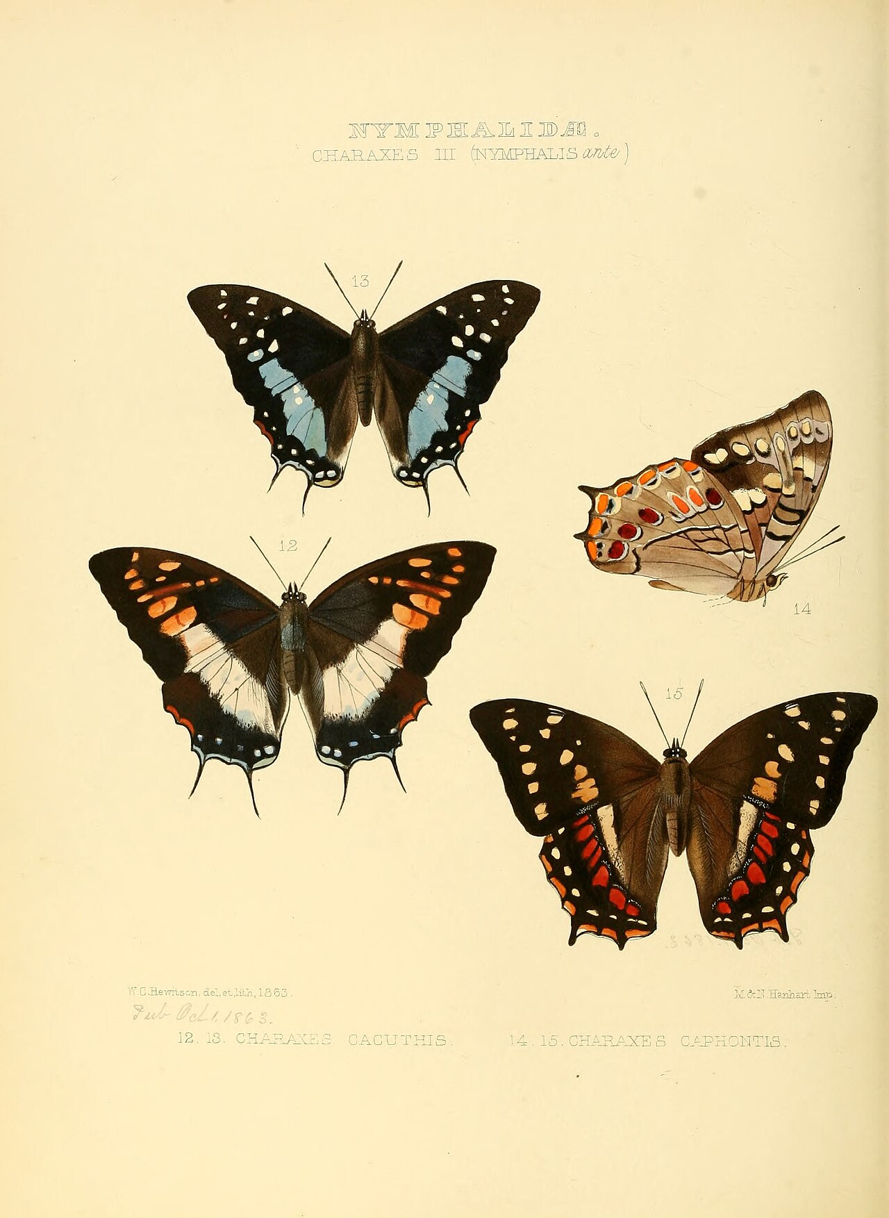 Polyura caphontis