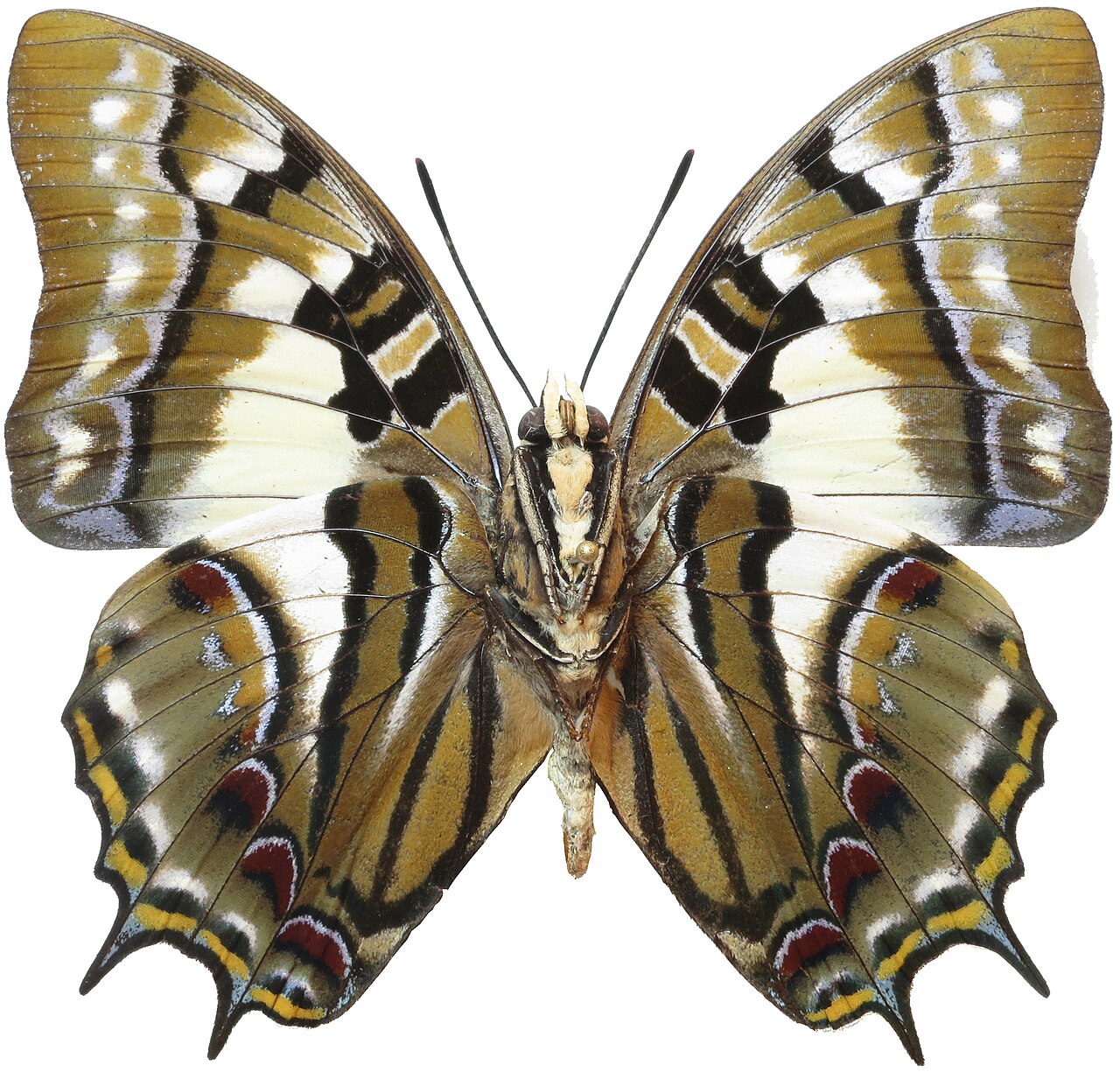 Polyura pyrrhus