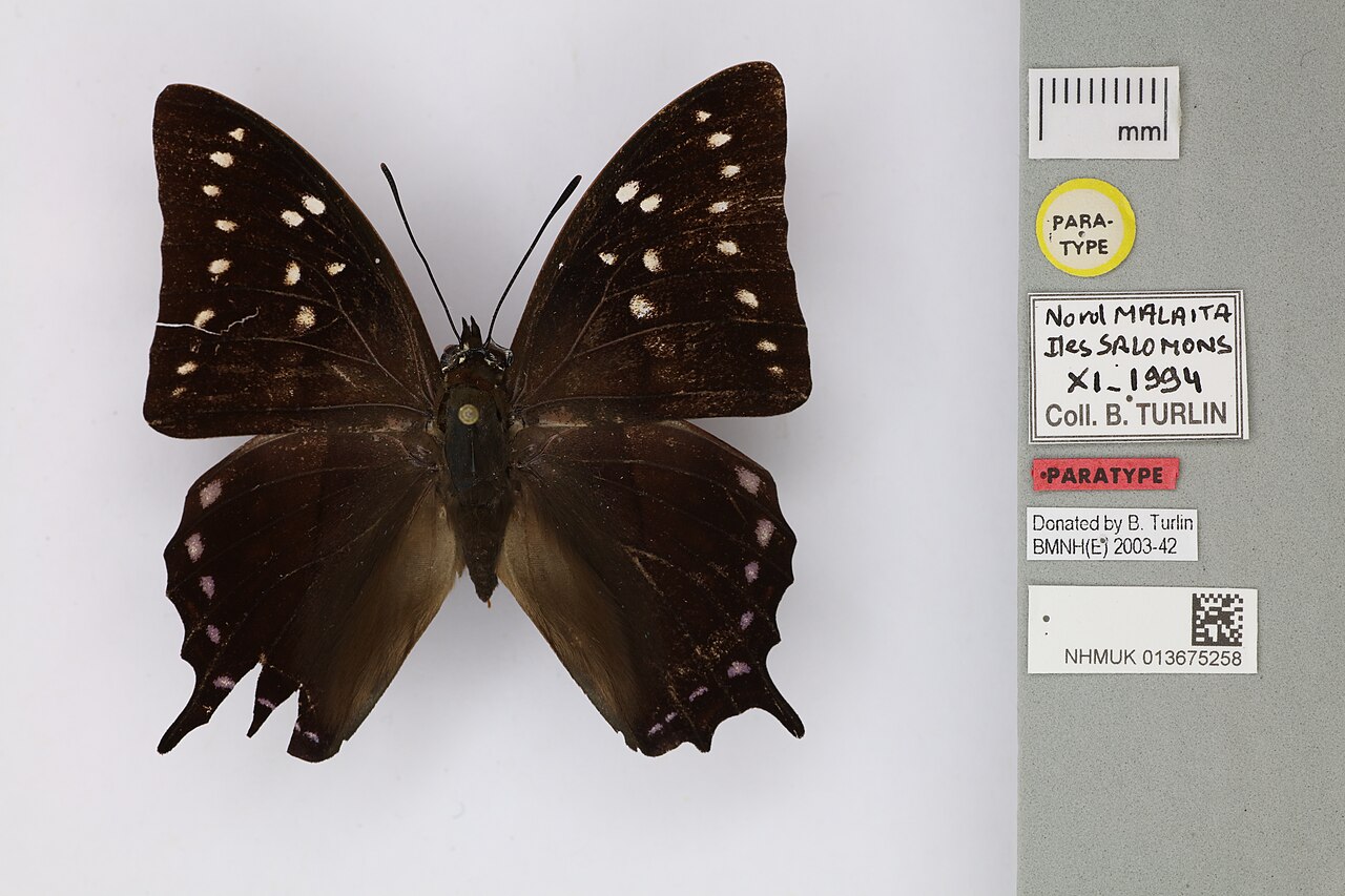 Polyura epigenes