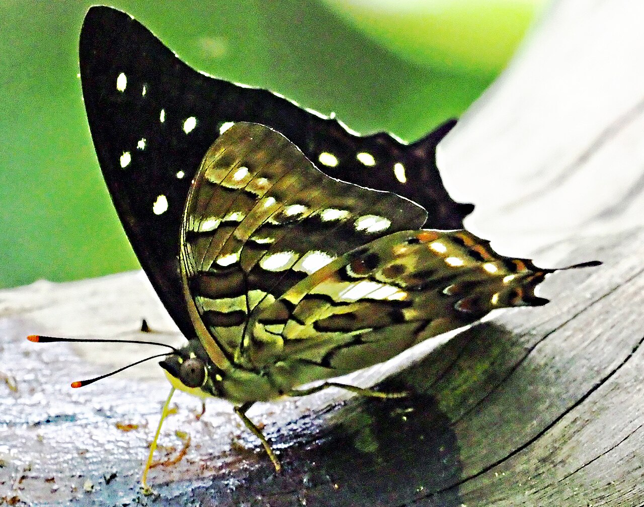 Polyura gamma