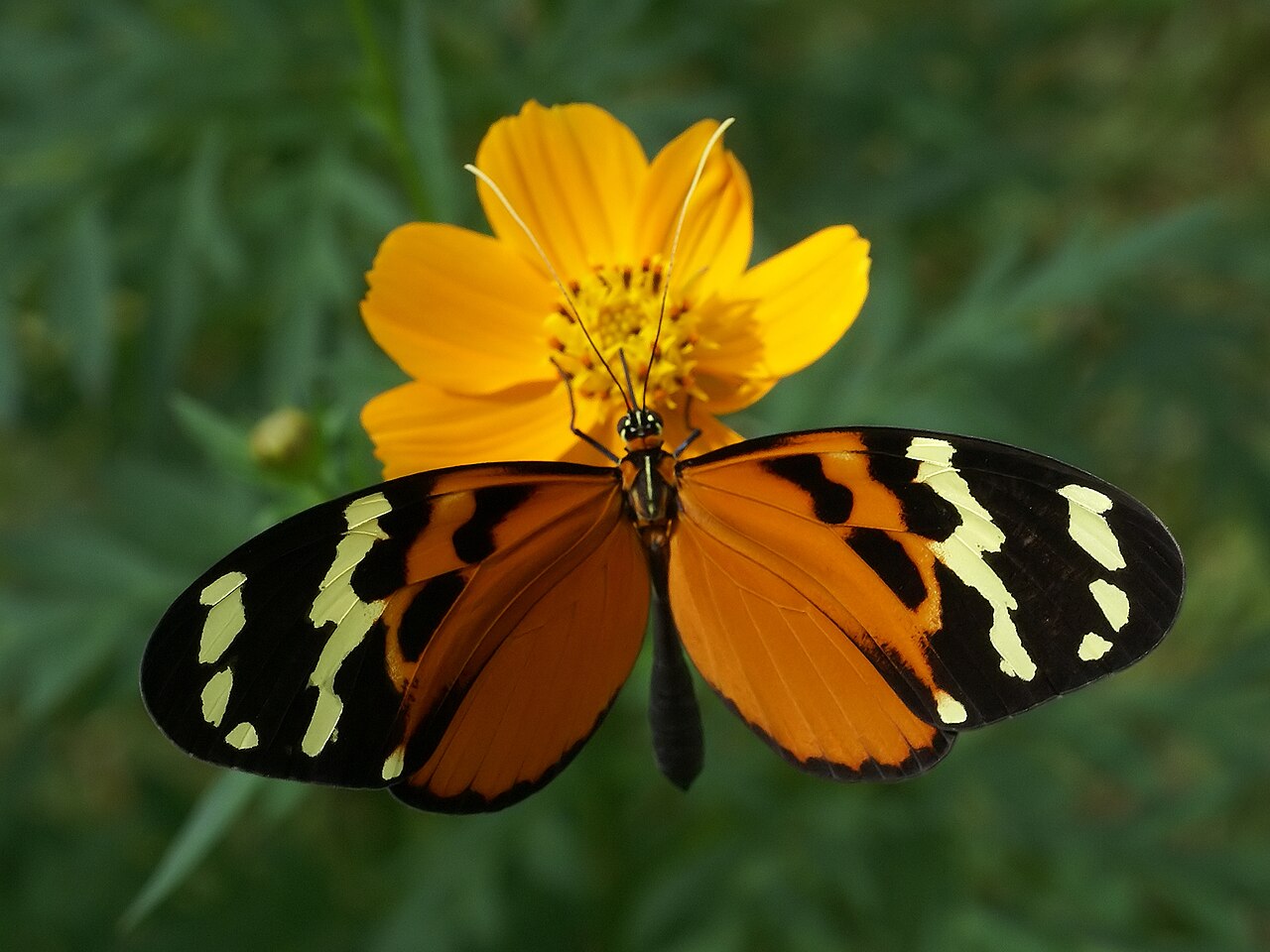 Melinaea lilis