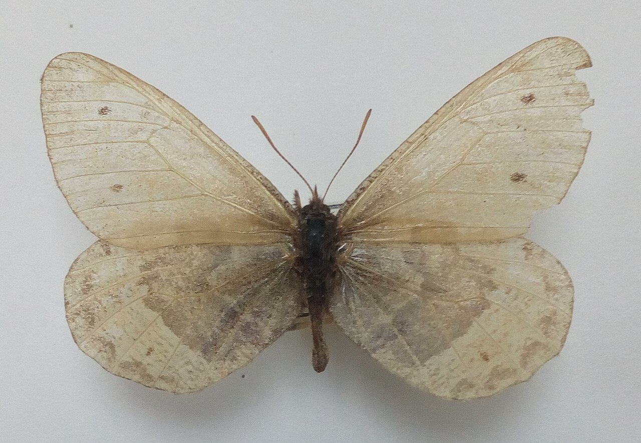 Oeneis hora