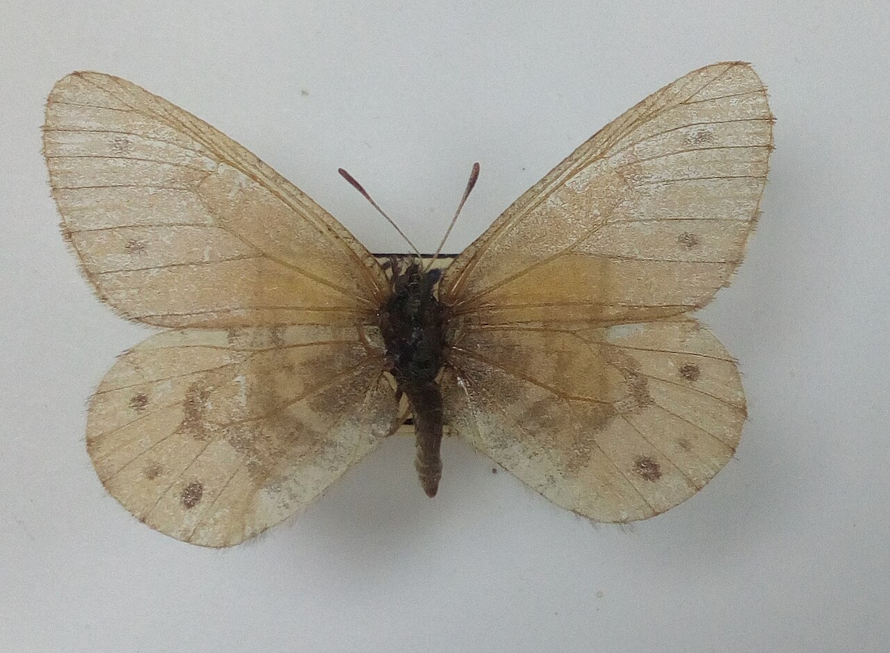 Oeneis sculda