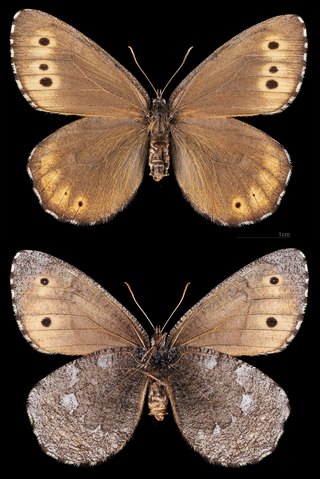 Oeneis jutta